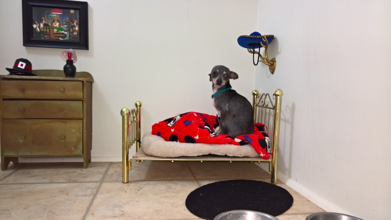 Lucky Dog Gets His Very Own Bedroom In The Tiny Space Under The Stairs