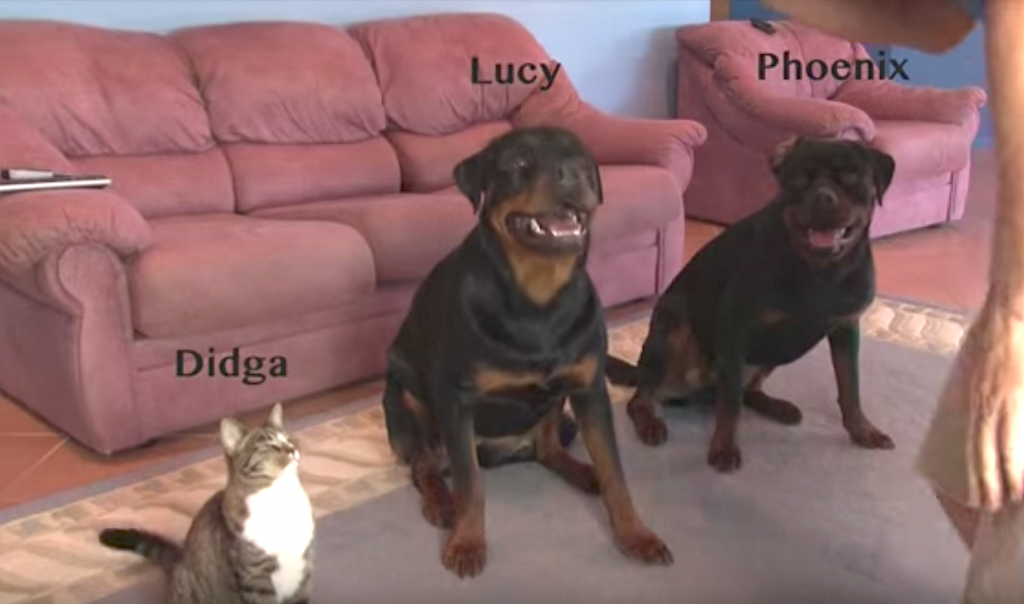 Dad’s Teaching The Dogs A New Trick, But The Cat Isn’t To Be Outdone