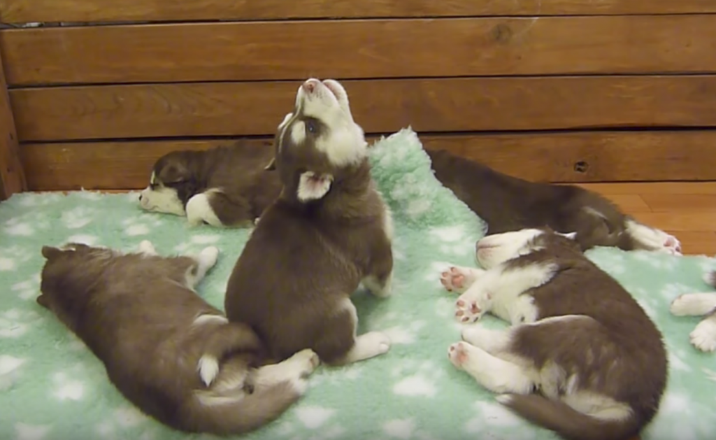 Husky Pup’s Unique Howl Is So Soothing, His Siblings Sleep Right Through It