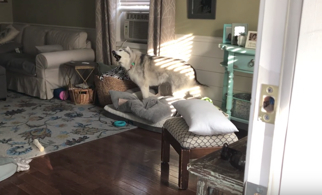 Husky Gets Very Vocal With Mom While Dog Sibling Wonders What The Fuss Is All About