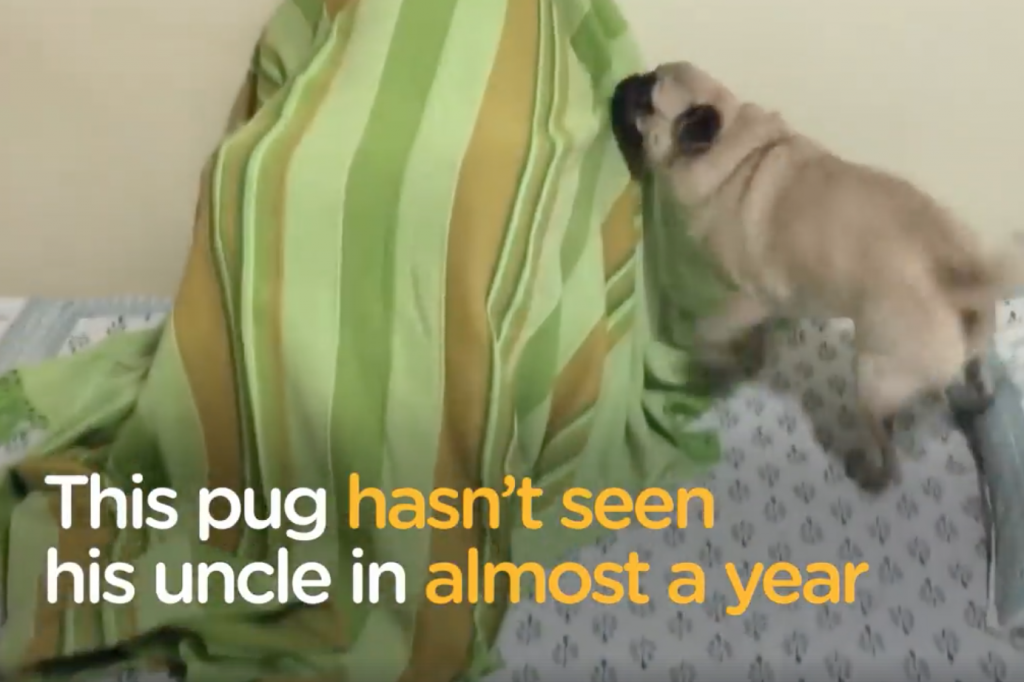 Pug Hasn’t Seen His Uncle In A Year, And He Knows Something’s Up