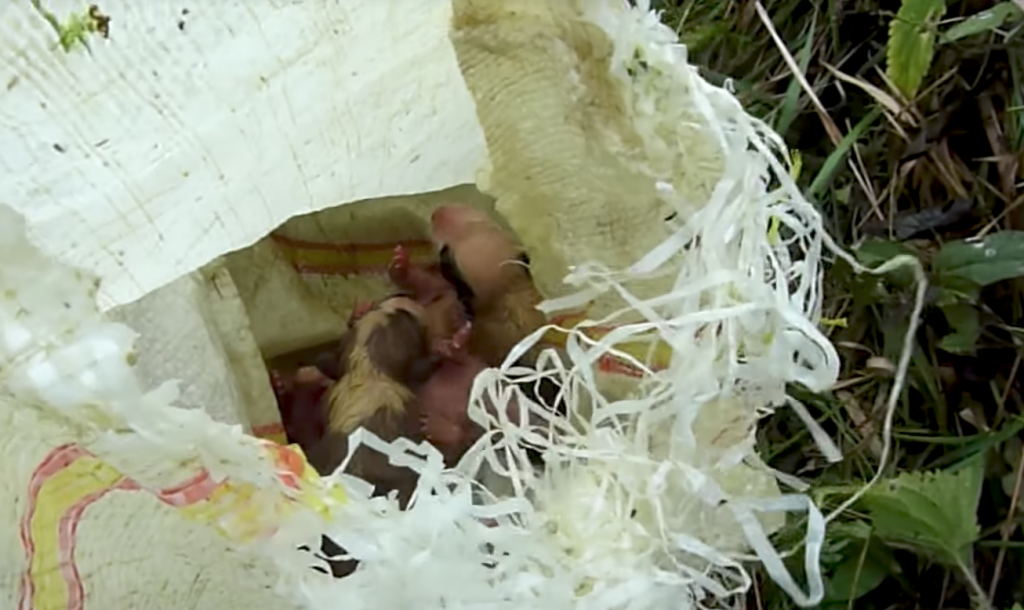 Puppy Dumped On The Road In A Bag With His Siblings Learns The True Meaning Of Love