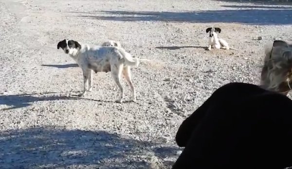 Stray Dog Who Never Gave Up Hope In People Needs Someone Who Will Love Her