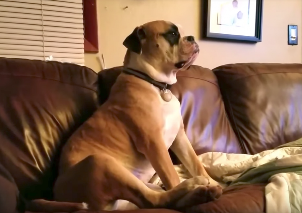 Dog Too Lazy To Move From The Couch For More Pats Lets Dad Hear All About It