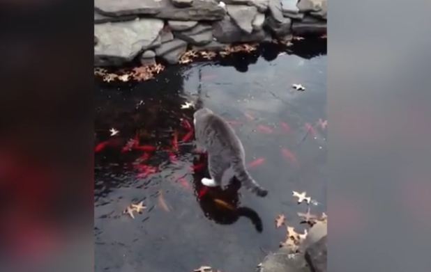 Cute Kitten Plays With Fish Pond