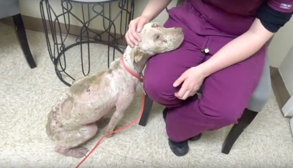 Rescue Dog Was Terrified Of Humans. But Once She Began To Heal, Her Personality Blossomed