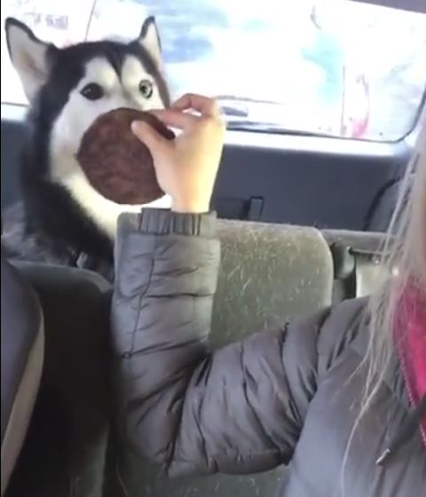 Husky Gets A Weekend Treat Because He Is Such A Good Boy