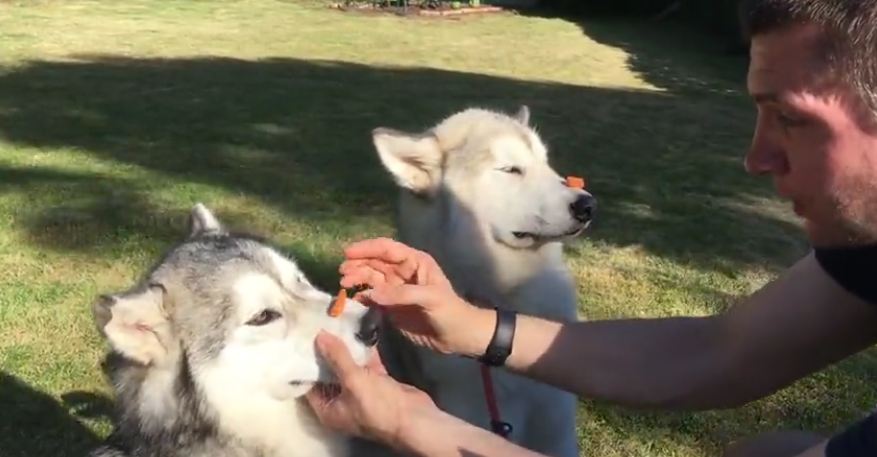 Husky can’t quite grasp treat on nose trick
