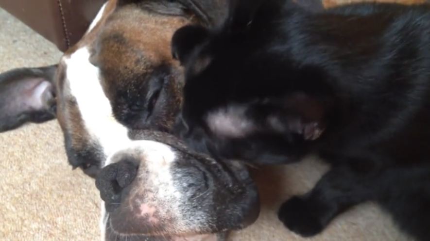 Cat gives dog extensive grooming session