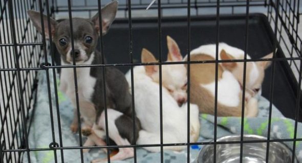 Dogs Rescued From Hoarding Situation in Illinois