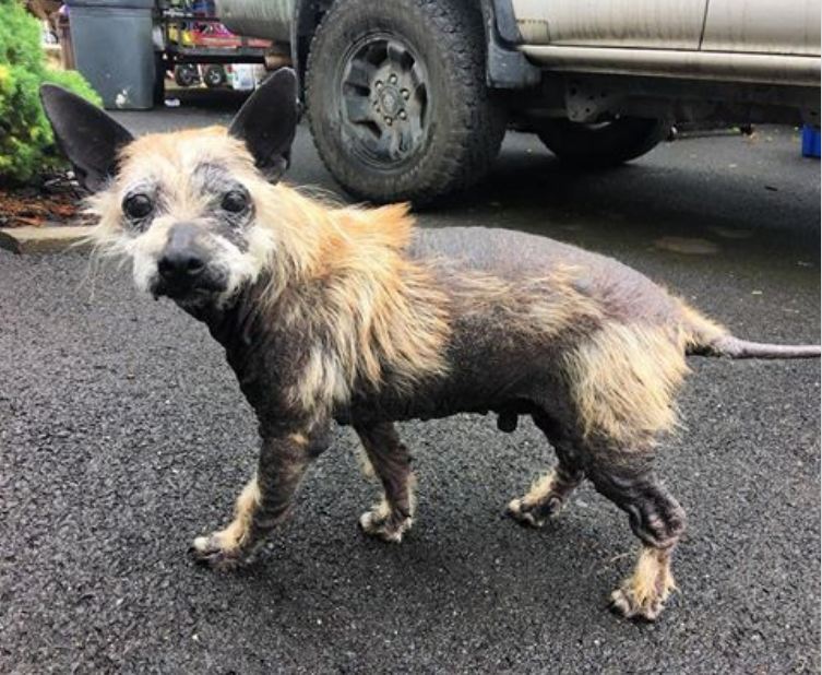 Abandoned, Hairless & Hopeless Dog Finds The Perfect Family To Rescue Him
