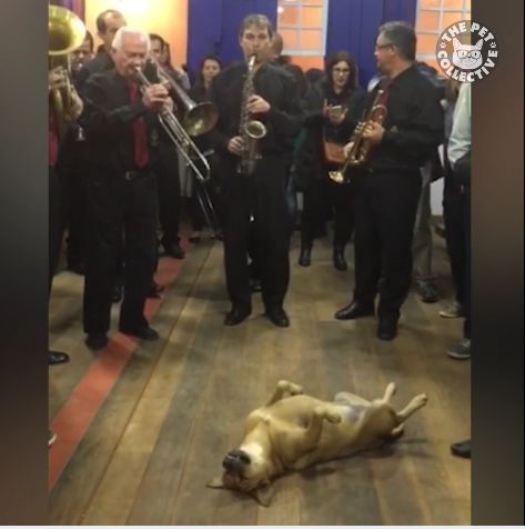 Would Your Dog Sleep Through A Live Band?!