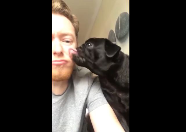 Pug Gets Hilarious Taste Of His Own Slobbery Medicine