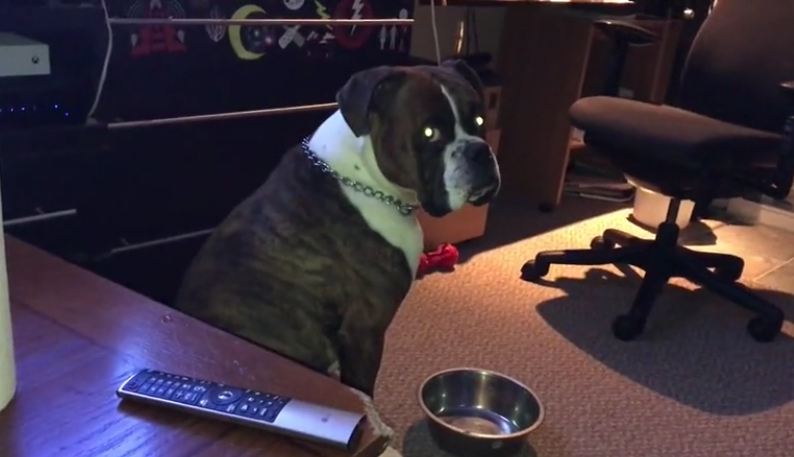 Boxer throws tantrum when water bowl is empty
