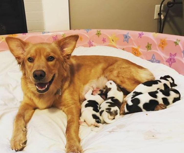 Rescued Mama Dog Gives Birth To A Litter Of … Cows?