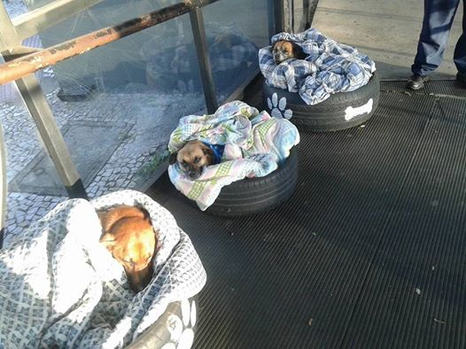 Bus Station Opens Its Doors To Stray Dogs So They Have A Warm Place To Stay