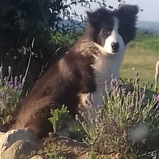 Eager Sheepdog-In-Training Herds Flock Into Owner’s Home