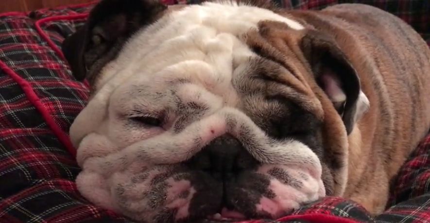 Bulldog falls asleep to owner’s guitar lullaby song