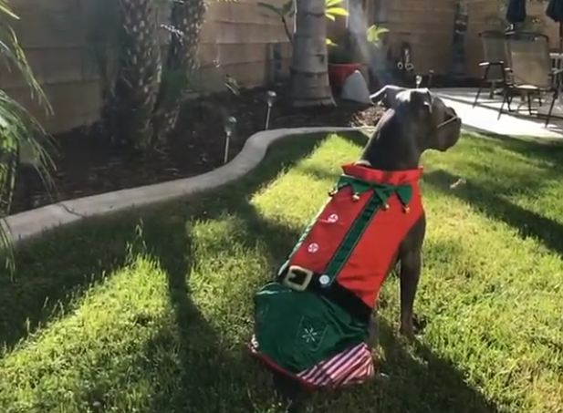 Pit Bull Models New Elf Costume For The Holidays