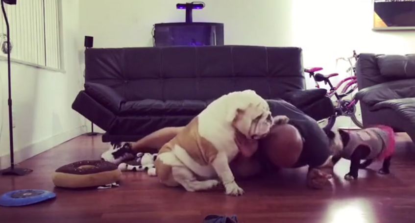 Human gets destroyed breaking up dog fight
