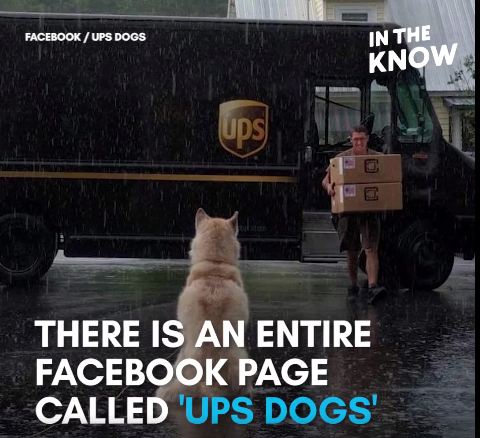 Boxes & Biscuits! UPS Dogs Features Drivers Who Love The Dogs On Their Routes