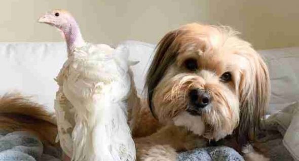 Minnow Loves Blossom: Rescue Dog & Rescue Turkey Are The Best of Friends