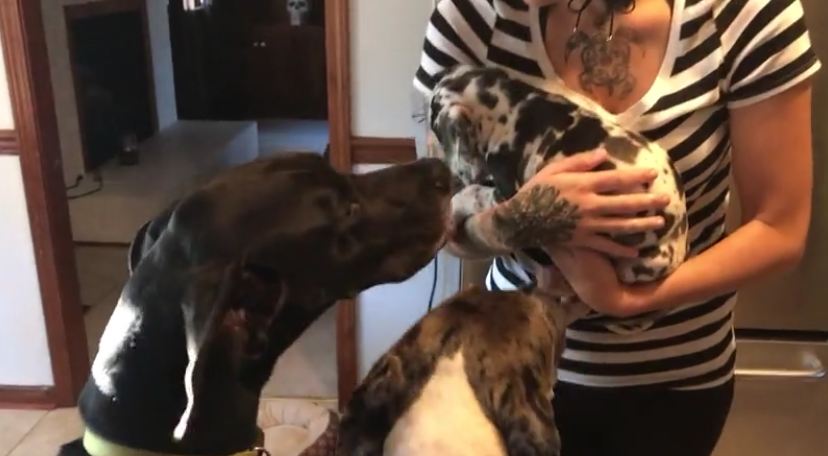 Great Dane Gets Jealous At New Puppy - ILoveDogsAndPuppies