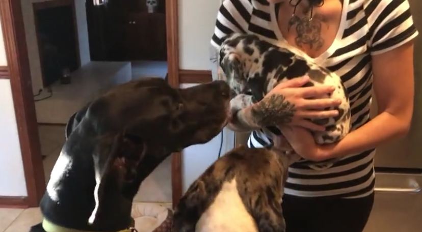 Great Dane Gets Jealous At New Puppy