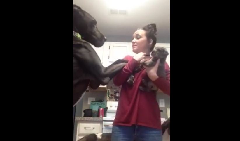 Great Dane extremely jealous of new puppy