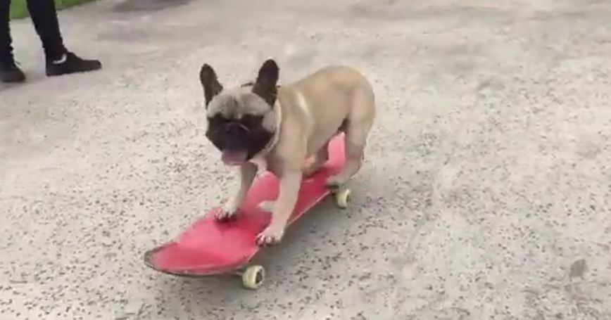 French Bulldog shows off serious skateboarding skills