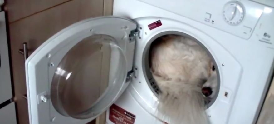 Dog hides from thunderstorm inside drying machine