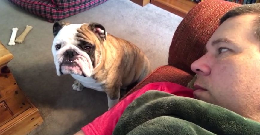 Bulldog Makes Final Desperate Plea For Attention