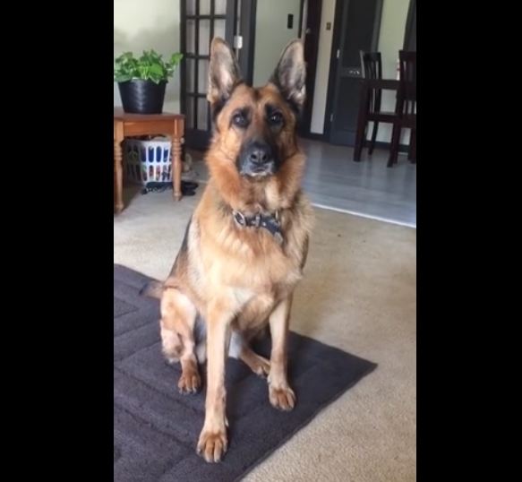 Caring Pooch Thinks Bunny Pet Is Her Baby, And It’s Beyond Adorable