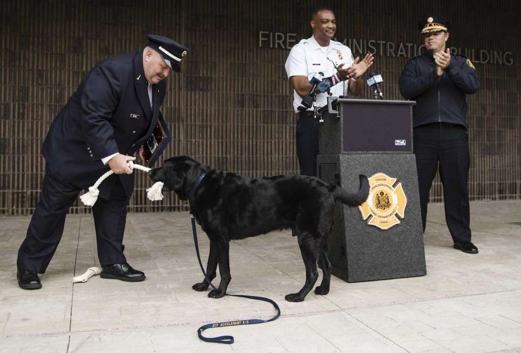 Chance Saved Countless Lives Sniffing Out Arson Accelerants, But Now He’ll Be ‘Working’ From Home