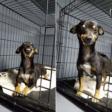 Dog Is Dropped Off At Shelter, But His Infectious Smile Has Hundreds Applying To Adopt Him