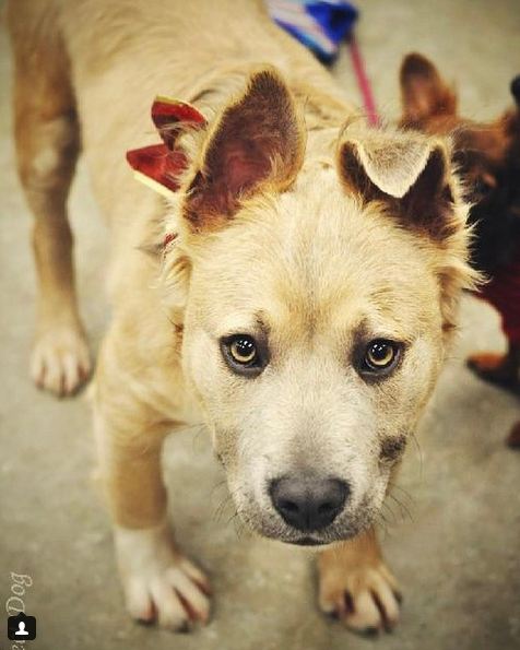 Mystery Mutt’s Huge Grin Helped Him Find A Forever Home