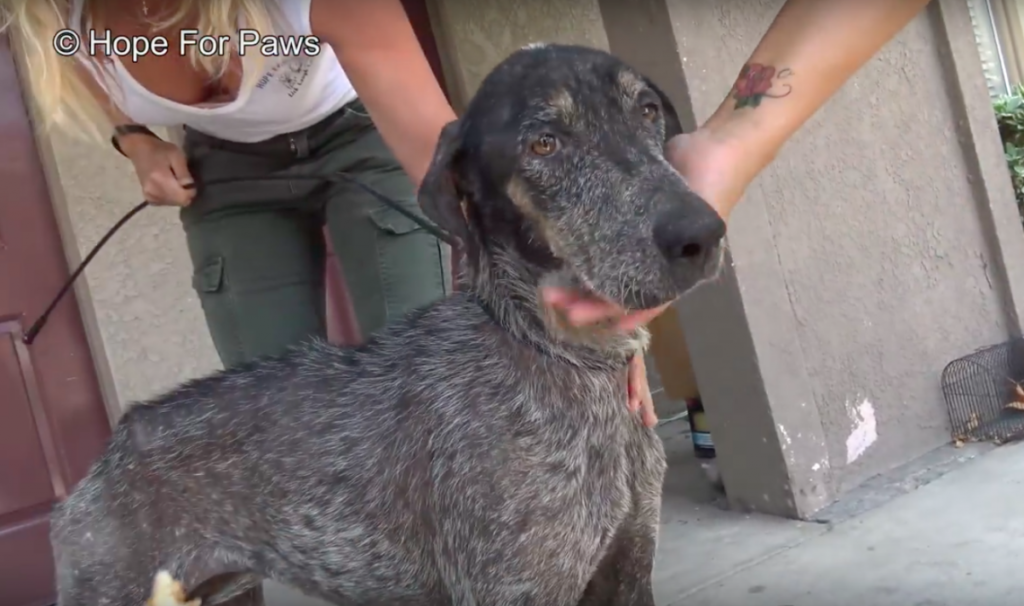 Dog Thought To Be Dead For 2 Years Was Found Alive, But Her Former Owners Still Didn’t Want Her