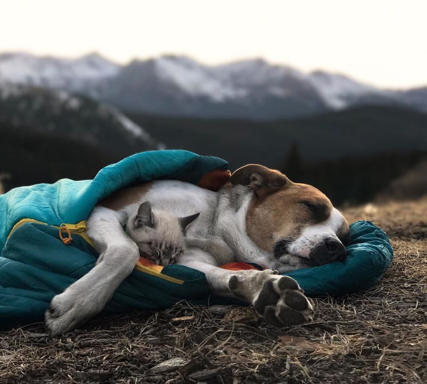 This Cat And Dog Love Travelling Together, And Their Pictures Are Absolutely Epic