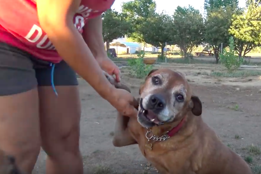 Family Moved Away And Left Their Scared Senior Dog Alone On The Streets To Fend For Himself