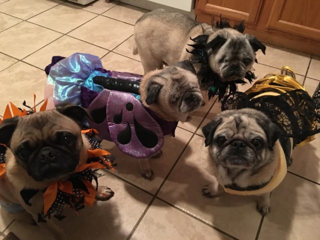 Teacher Adds Blind Rescue Dog To Her Pack Of Special Needs Pugs