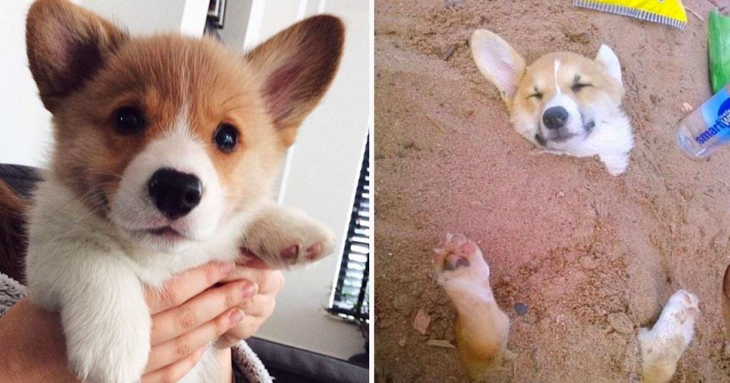 You Should Never Adopt A Corgi – Here Are 20 Definitive Reasons Why
