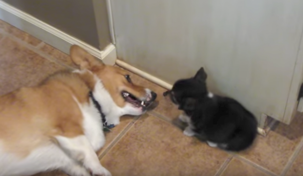 The Dogs Are Arguing When The Pup Turns Around And Rips A Fart In The Corgi’s Face