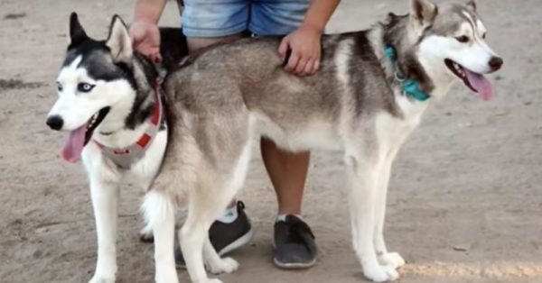 These Year-Old Huskies Were Found Abandoned Near A Box Of Food, Toys, And One Heartbreaking Note