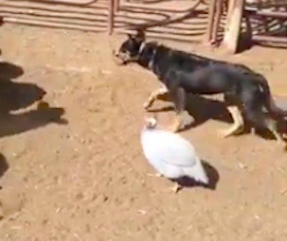 Guinea Fowl Herding Sheep Alongside Kelpie Dog Becomes Viral Sensation