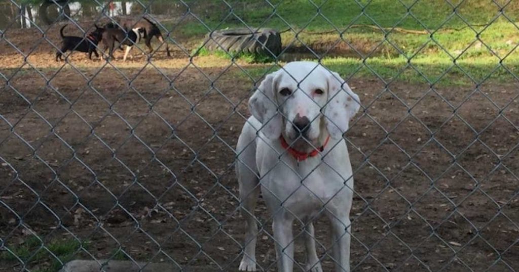 Dog Is Adopted Them Returns To Shelter 11 Times – Staff Discovers Why He Keeps Coming Back