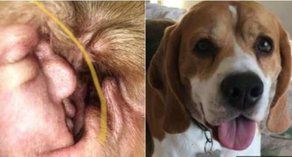 Dog’s Cyst Bears EAR-ie Resemblance to Donald Trump