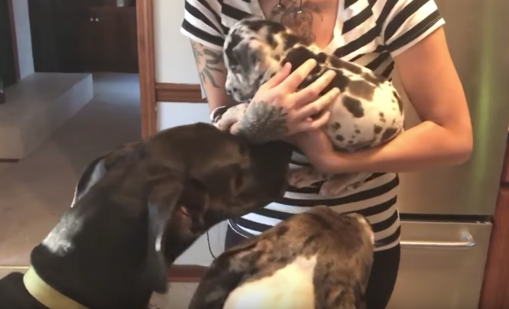 Mom Introduces The New Pup To The Dogs, But The Great Dane Gets Incredibly Jealous