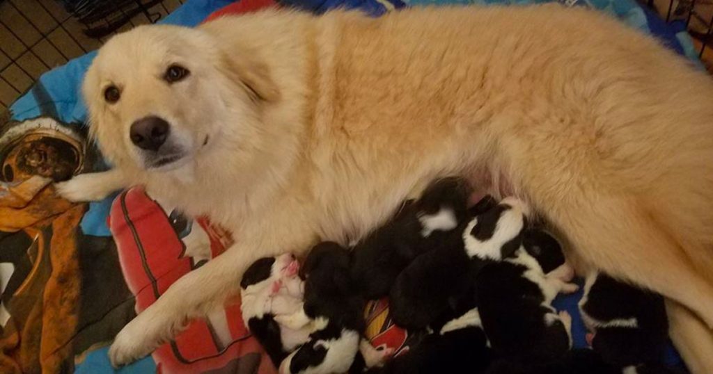 Dog Loses Her Entire Litter In Fire – Then Finds 8 Orphaned Puppies
