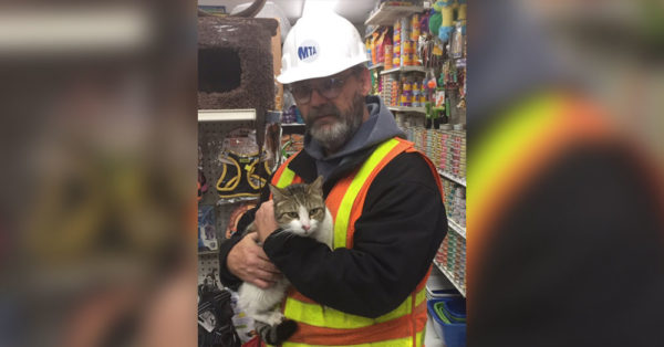 This Cat Has A Lot To Be Thankful For After A Brave Rescue In The NYC Subway