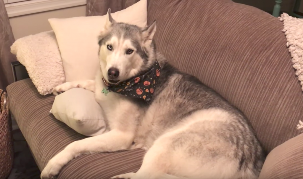 Mom Asks Her Dog If He Pooped On The Floor, Husky Proceeds To Give Her An Earful